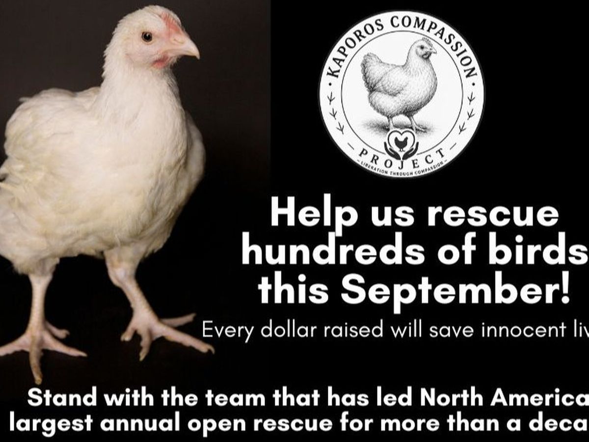 Fundraiser’s main image