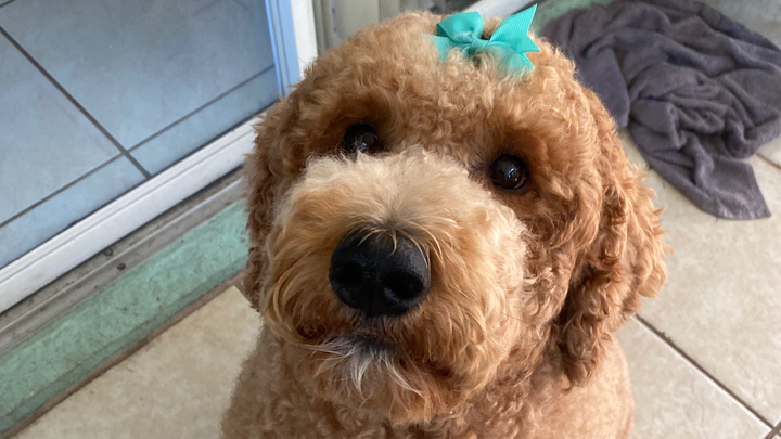 Help Grace Overcome Chronic Ear Infections campaign photo, 1 of 7