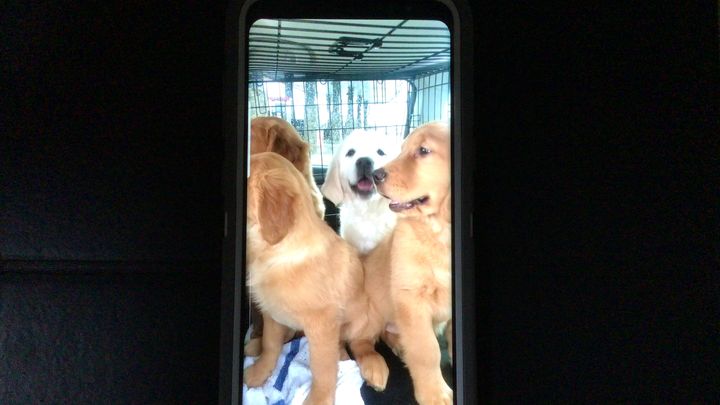 Grand strand golden sales retriever rescue