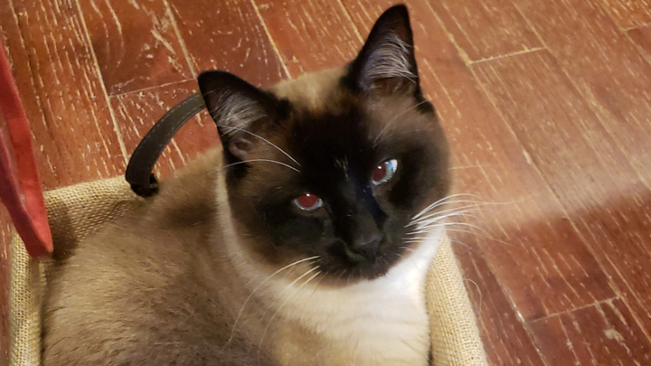 Help Save Snowy: Urgent Medical Fund campaign photo, 1 of 3