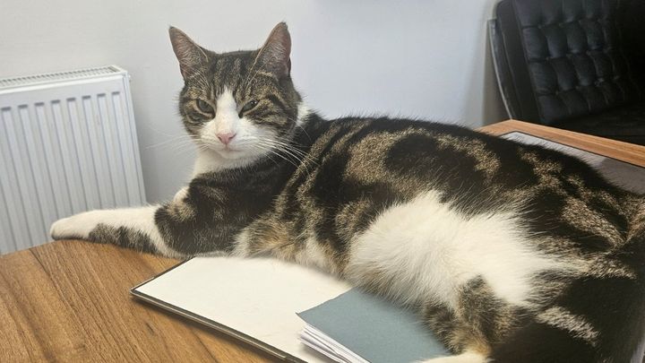 Help save COCO - Keighley's most famous and friendly cat