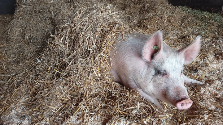 Natürliches Leben für Quini; gerettetes, junges Mastschwein campaign photo, 1 of 8