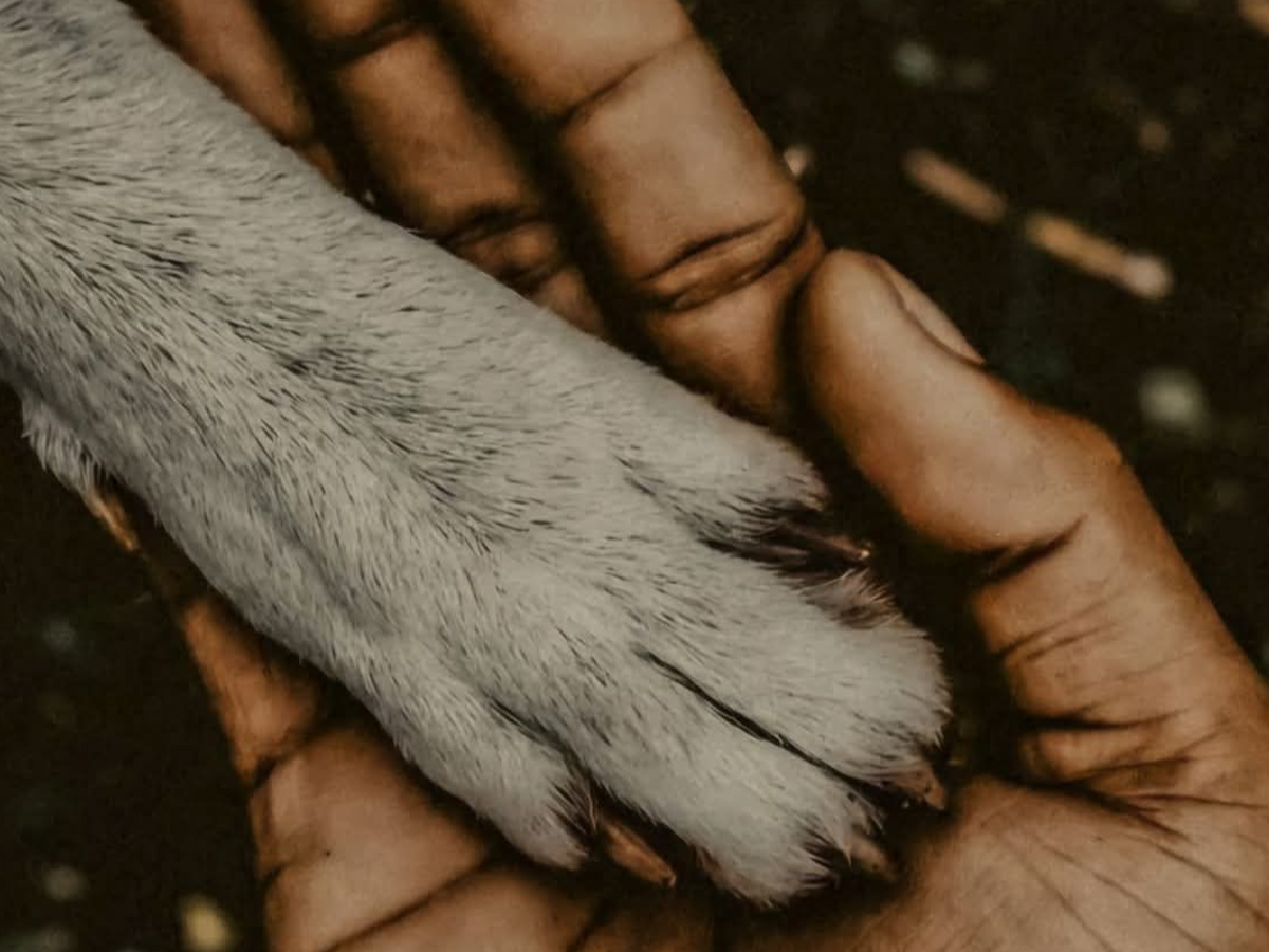 Fundraiser’s main image