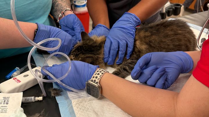 Help my kitty Iris Heal After Hit-and-Run Accident campaign photo, 1 of 6