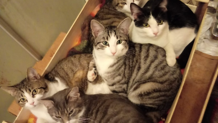 Una zampa alla volta:aiutiamo i gatti di Nerino e Nerina ODV campaign photo, 1 of 8
