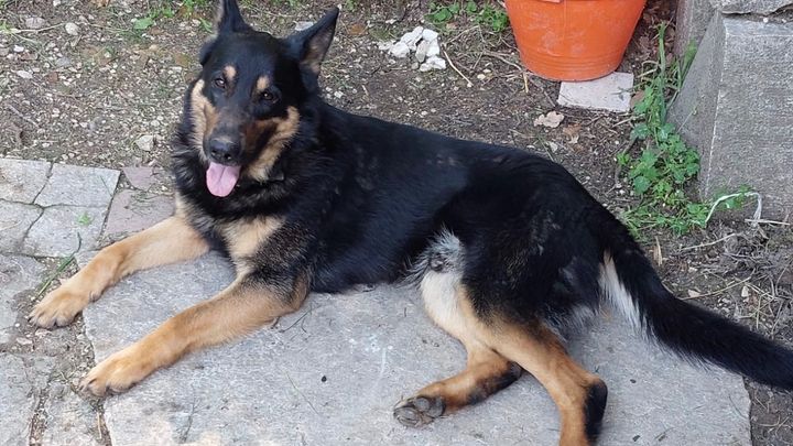 Foto della campagna SALVIAMO RUDY DAL CANILE, 1 di 3
