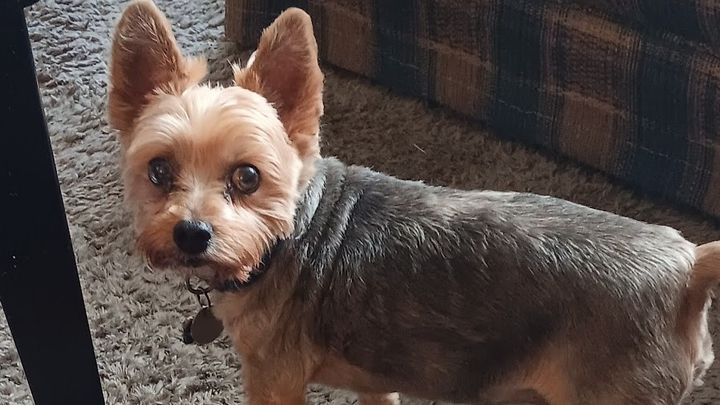 Help Bubby Get Urgent Vet Care campaign photo, 1 of 5