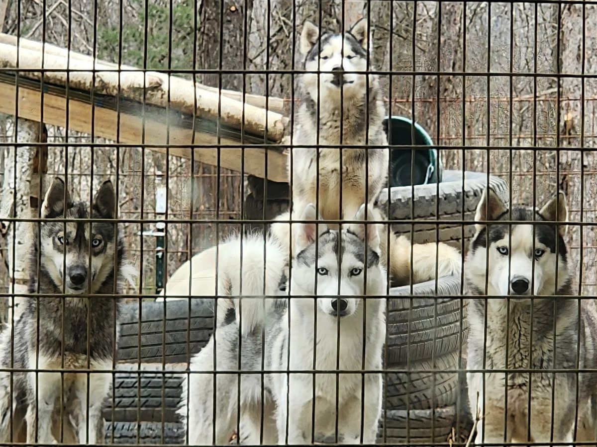 Help Save Our Husky Sanctuary and Family Home. campaign photo, 1 of 8