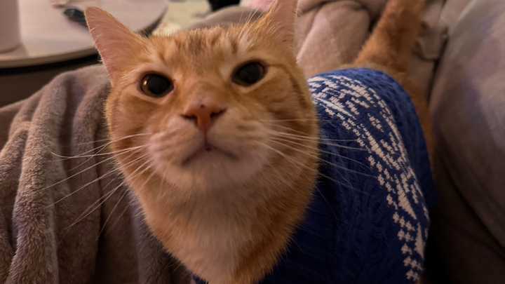 Help Kula Recover from Emergency Vet Care campaign photo, 1 of 6