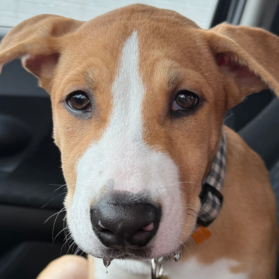 Help Give Aki a Second Chance