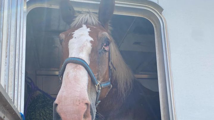 Fundraiser By Shannen Ersek : Help Juno Live Pain-Free: Support Her Surgery