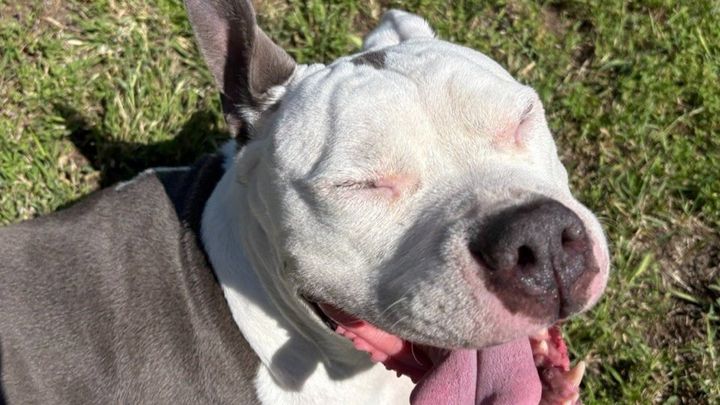 Fundraiser by Dyani Webb : Support Queenie's Surgery for a Pain-Free Life