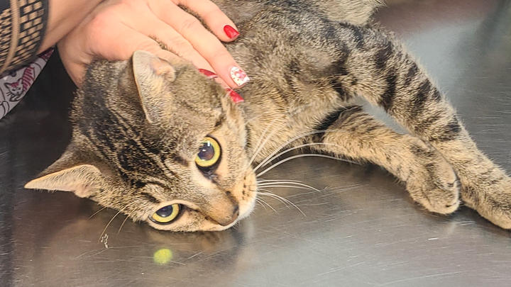 Care for Freya and Her Kittens in Need campaign photo, 1 of 5