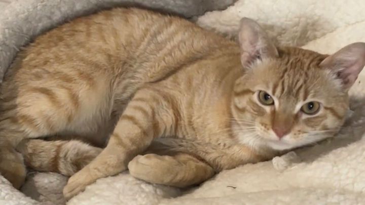 Support Our Beloved Bodega Cat's Recovery campaign photo, 1 of 7