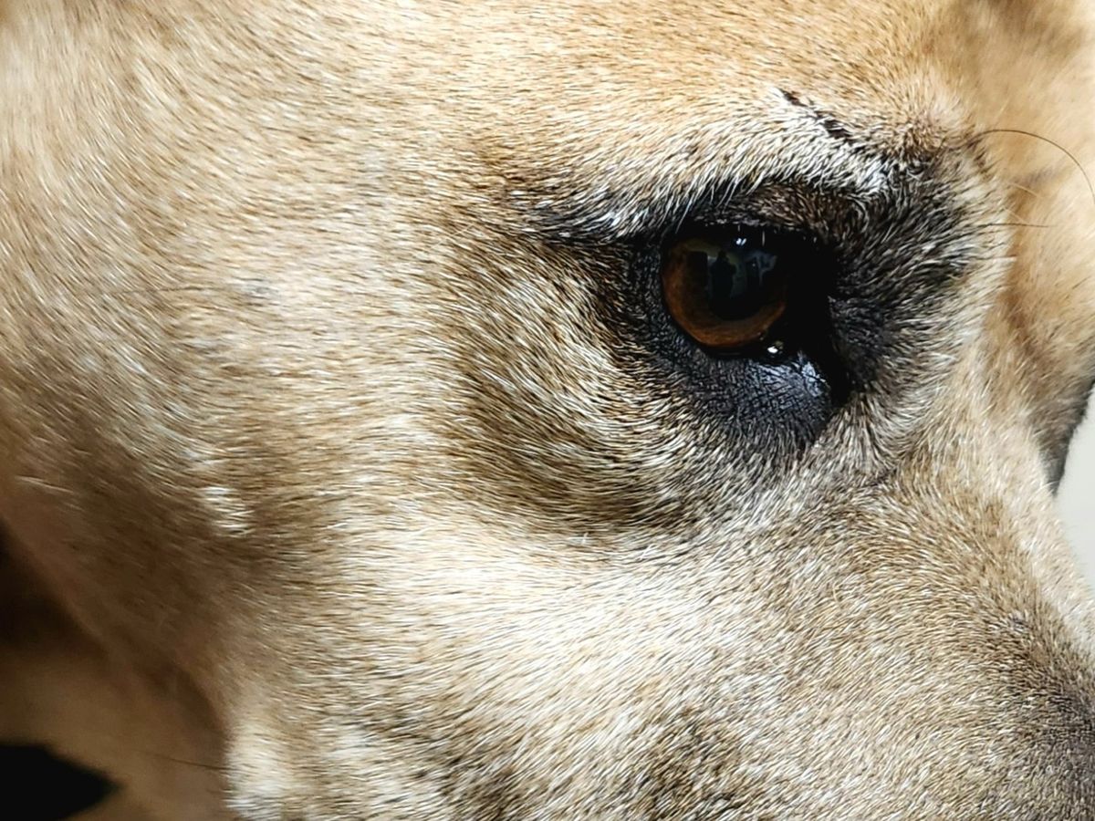 Fundraiser’s main image