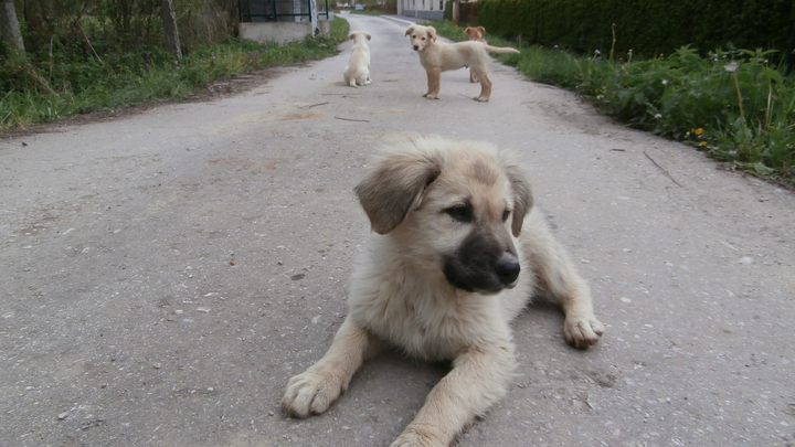 Hunde in Bosnien campaign photo, 1 of 3