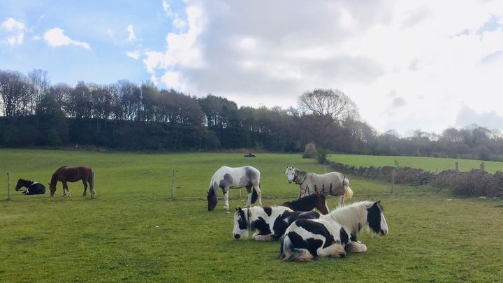 Help rescue horses and ponies campaign photo, 1 of 3