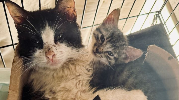 Help us spay-neuter abandoned cats prevent future misery campaign photo, 1 of 8