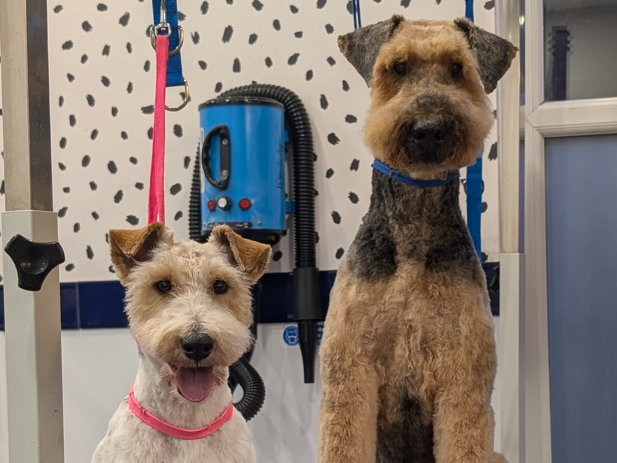 Our Dog Grooming Shop was vandalised, please help us fix it! campaign photo, 1 of 5