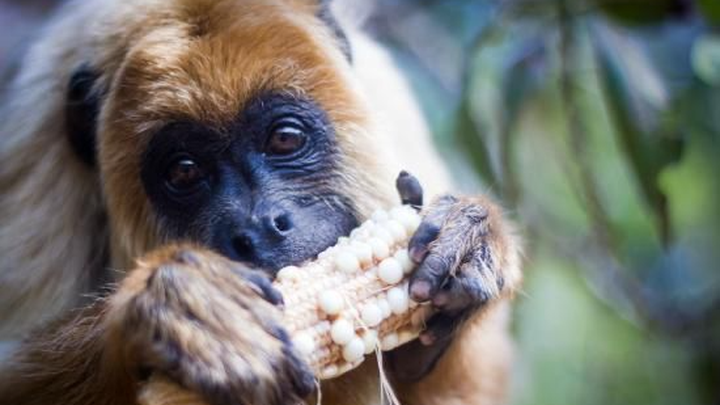 Twee jongeren die dieren helpen in Samaipata campaign photo, 1 of 7