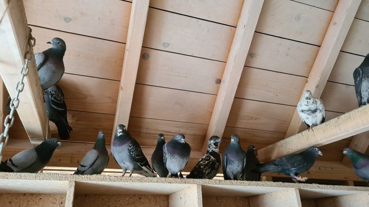 Kampagnen-Foto für Futter und Medikamente für die Taubenhilfe EnzTauben e.V., 1 von 3