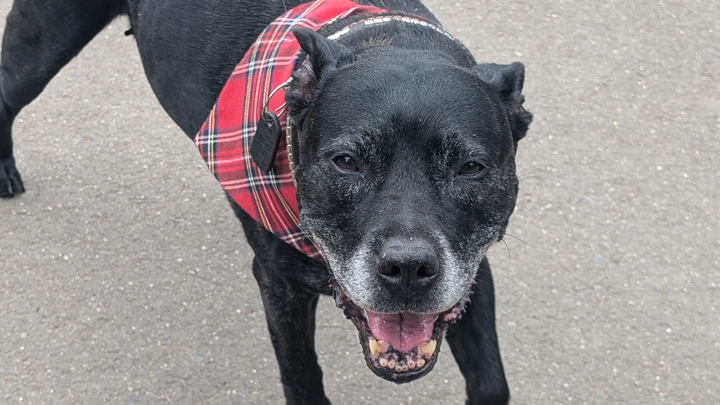 Save my Staffy, help her to beat cancers ass! campaign photo, 1 of 8