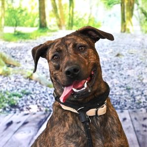 Orange County NC Animal Services