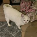 Profile photo of Tracy Madden