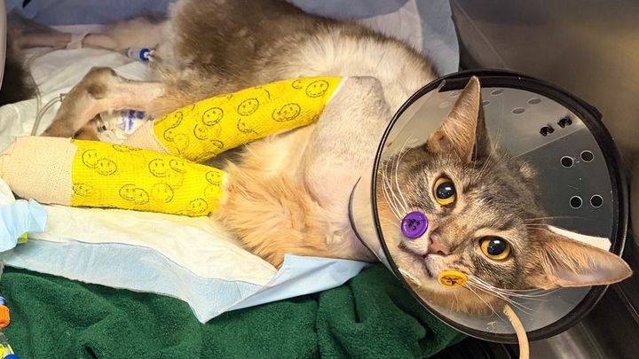 Lapis survived a 10 story fall. Please help bring him home. campaign photo, 1 of 8