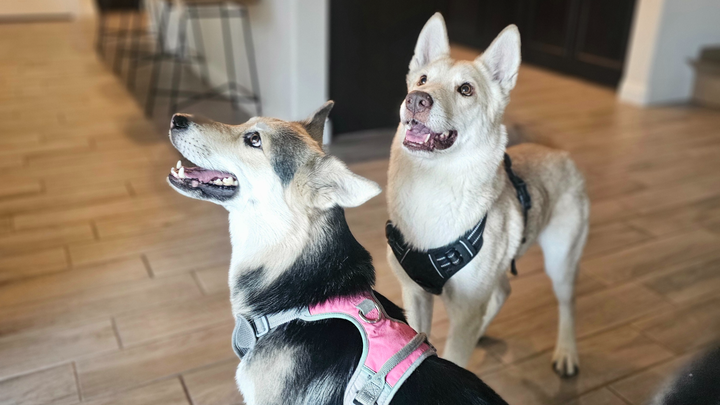 Support Housing for Two Sweet Dogs campaign photo, 1 of 7