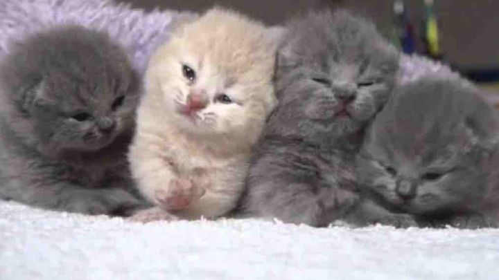 Fundraiser by Shanna Prasadi : Bday Fundraiser for Furrever Cat