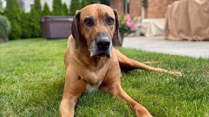 Comfort and Care for KC's Battle with Cancer campaign photo, 1 of 8