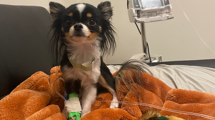 Help Noodle Recover from Emergency Vet Visit campaign photo, 1 of 5