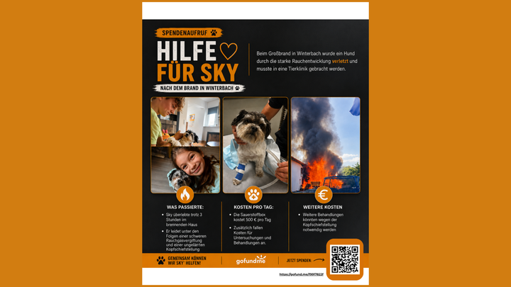 Hilfe für Hund Sky nach dem Brand in Winterbach am 27. Mai campaign photo, 1 of 8