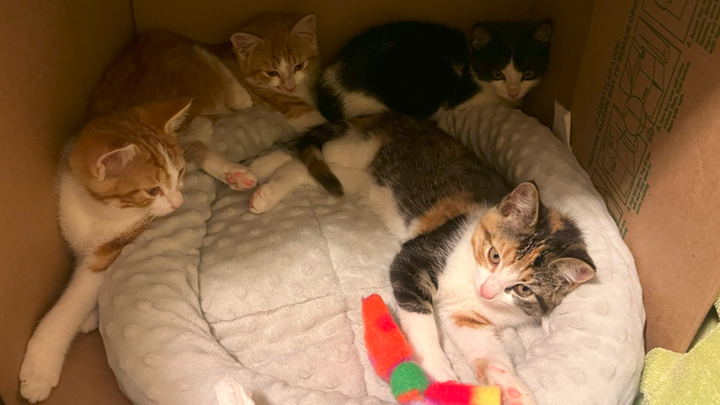 Andrea's Birthday for kittens 2025 campaign photo, 1 of 3