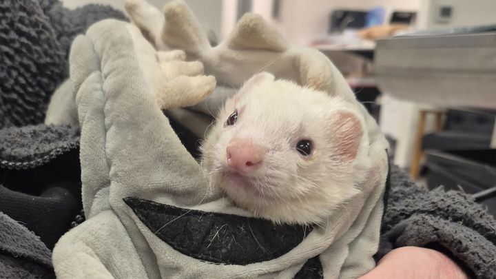 Help Save Puppy, Ed’s Support Ferret campaign photo, 1 of 8