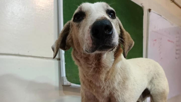 Help TWS Shelter Costs campaign photo, 1 of 2