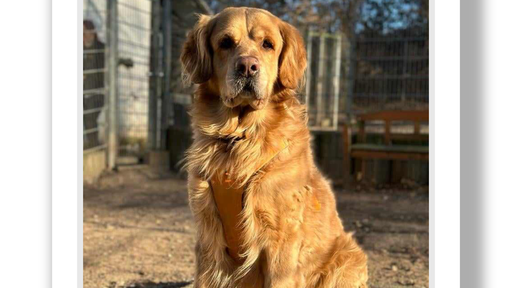 Spende für Kenny und seine Freunde aus dem Tierheim Witten! campaign photo, 1 of 4