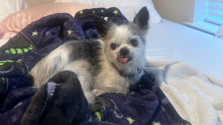 Help Gizmo Get Urgent Neurological Care campaign photo, 1 of 3