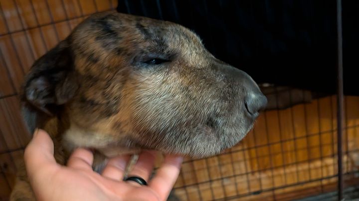 Saving Our 3 Dogs After a Rattlesnake Bite campaign photo, 1 of 6
