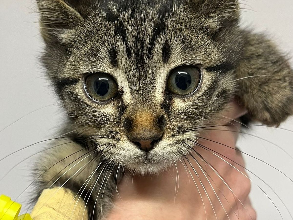 Donate to Oznur's Rescue Efforts in Turkey campaign photo, 1 of 4