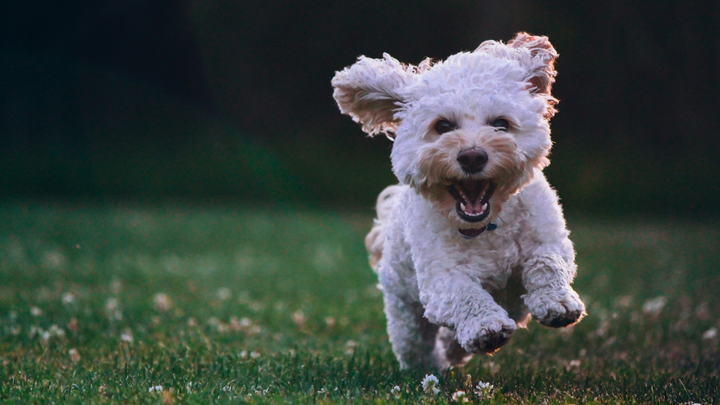 Let's help give abandoned dogs a new lease on life! campaign photo, 1 of 7