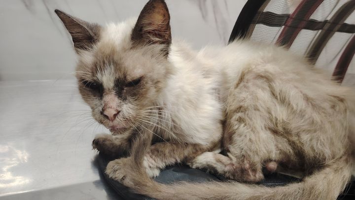 Foto della campagna Aiuto per cani e gatti in difficoltà a El Salvador, 1 di 8