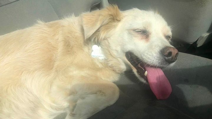 Urgent Vet Care for Sparky campaign photo, 1 of 4