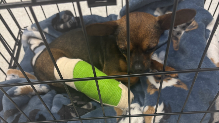 Help Lily Get Life-Saving Surgery campaign photo, 1 of 8