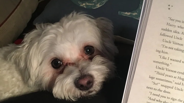 Easing Mom's Burden: Lamb Chop's Recovery campaign photo, 1 of 5