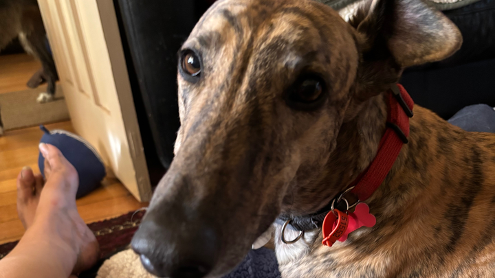 Percy’s bone cancer treatment campaign photo, 1 of 6