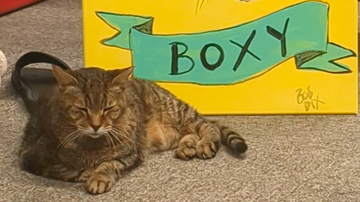 Help Boxy Get the Vet Care She Needs campaign photo, 1 of 3