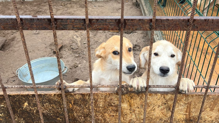 Rescue dogs from the war in Ukraine campaign photo, 1 of 3