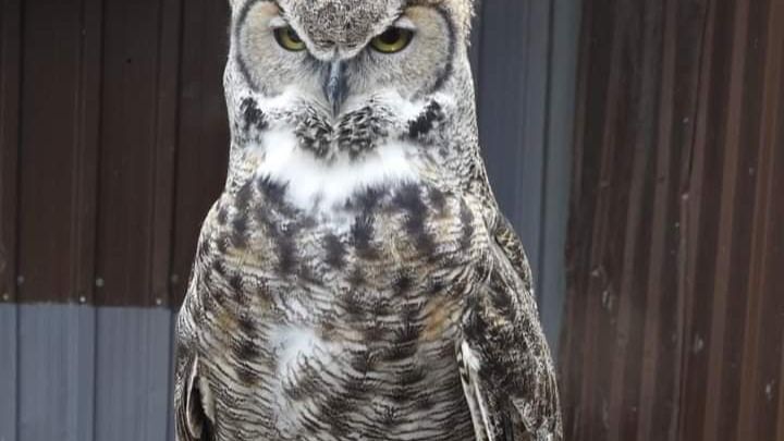 Fundraiser by Michael Cooke : Fritton Owl Sanctuary reconstruction and ...